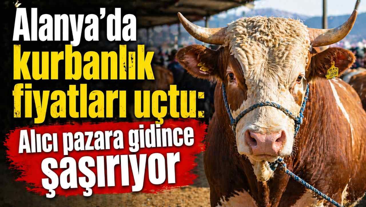 Alanya’da kurbanlık fiyatları uçtu: Alıcı pazara gidince şaşırıyor