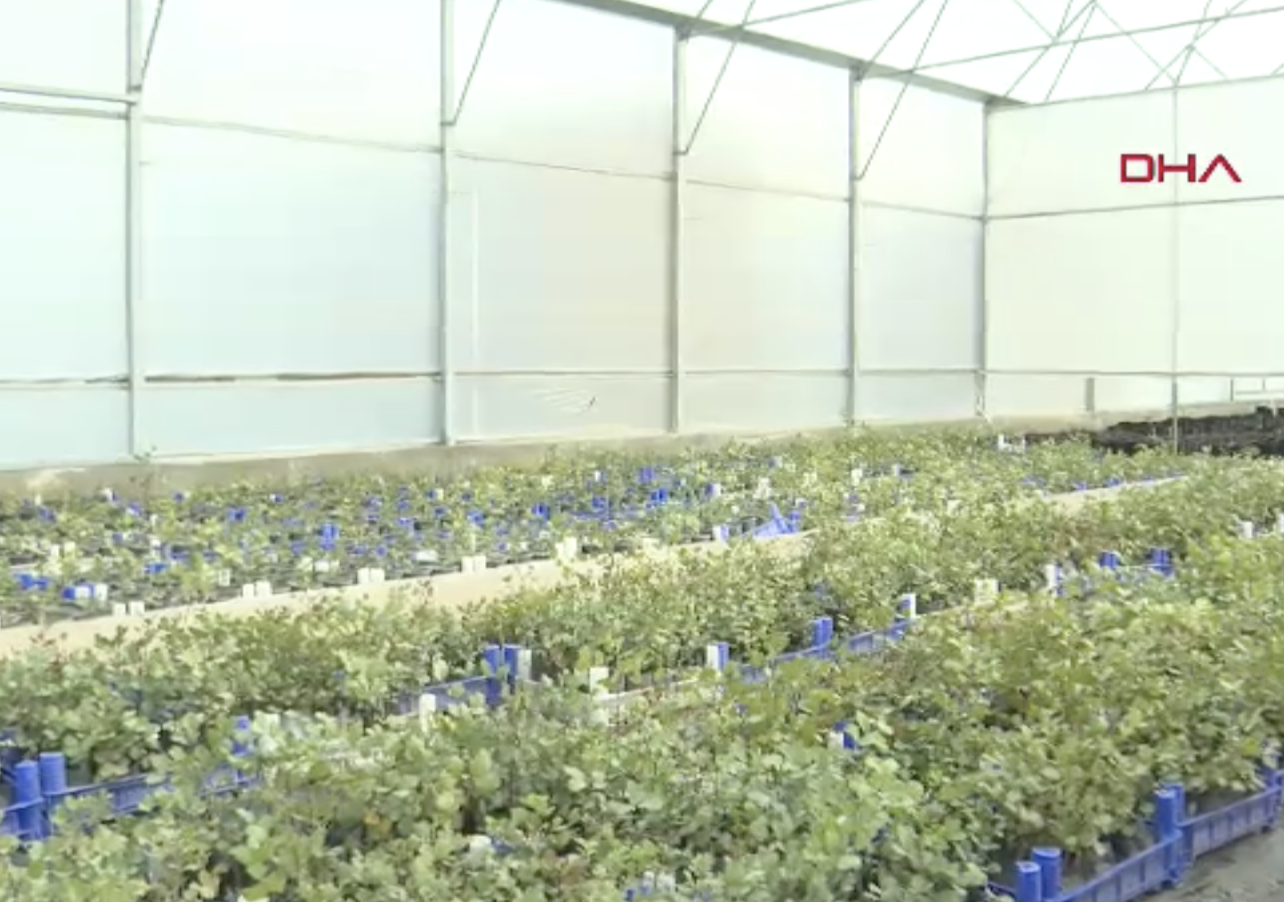 Antalya'da üreticiye 5 bin keçiboynuzu fidanı dağıtılacak