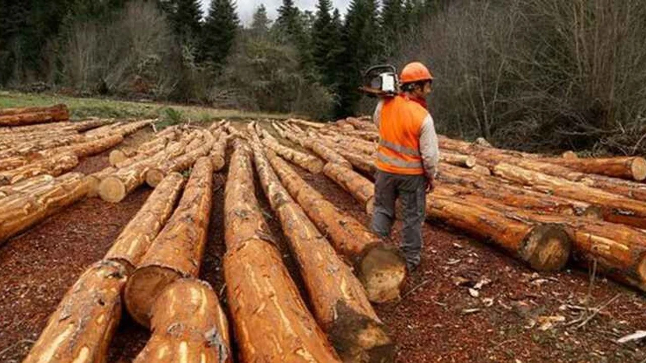 Orman envanteri hizmeti alınacak