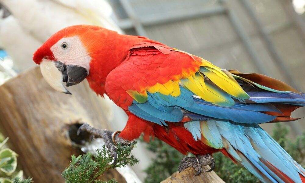 Macaw Papagan