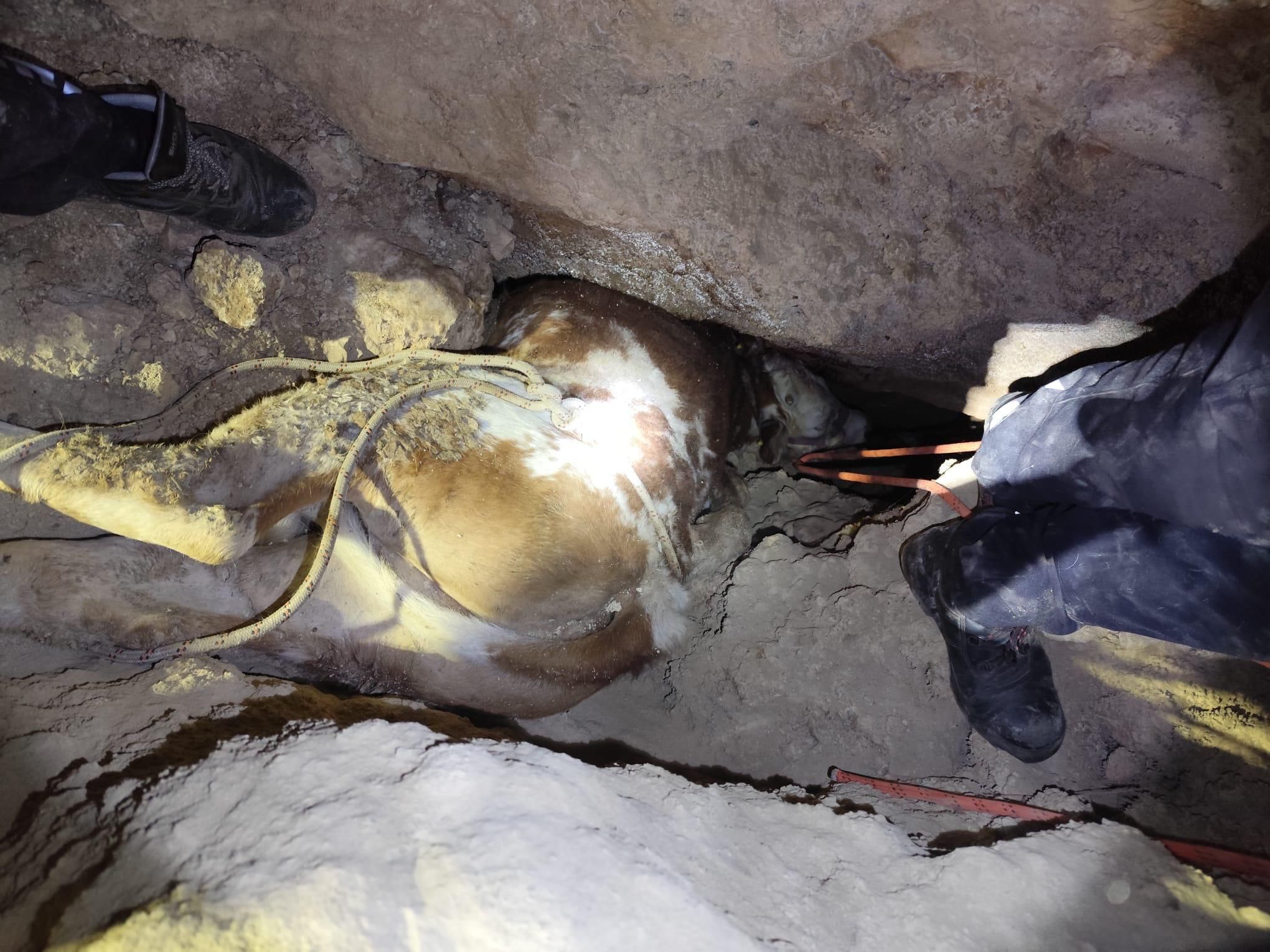 Alanya'da mağaraya düşen düve kesilecek