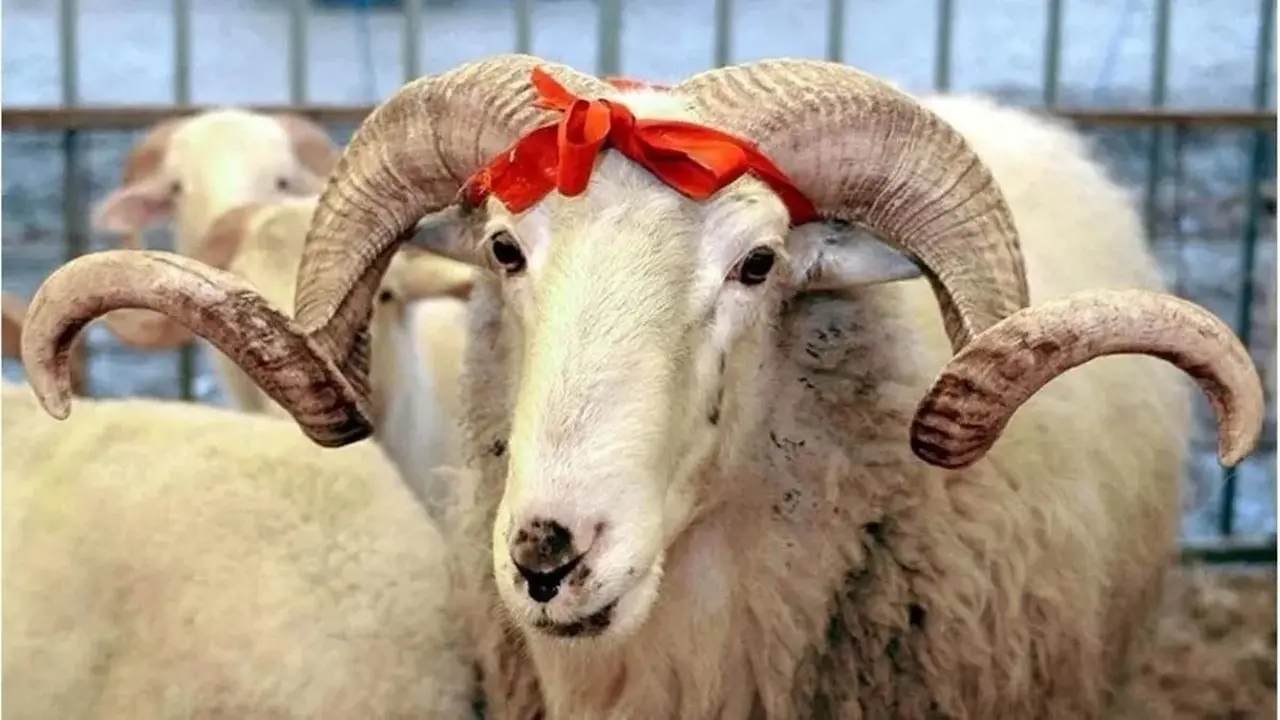 Kurban Bayrami Kurban Bayrami 1