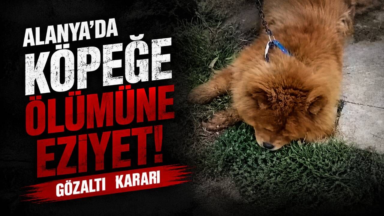 Alanya’da köpeğe ölümüne eziyet! Gözaltı kararı çıktı...