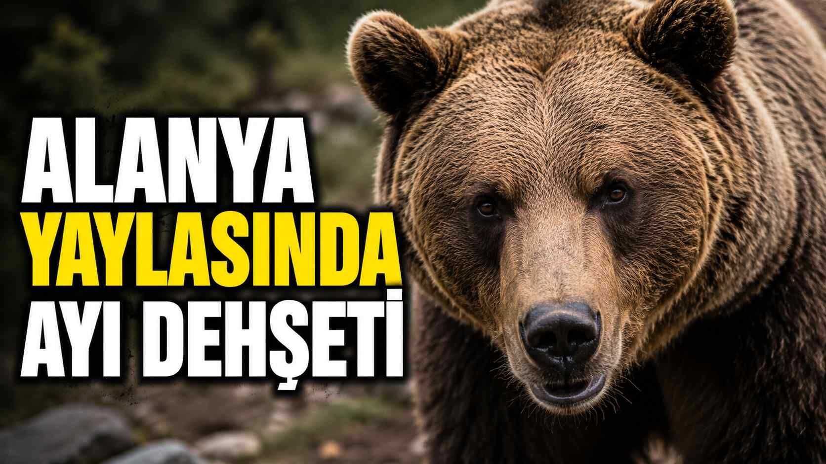 Alanya yaylasında ayı d*hşeti