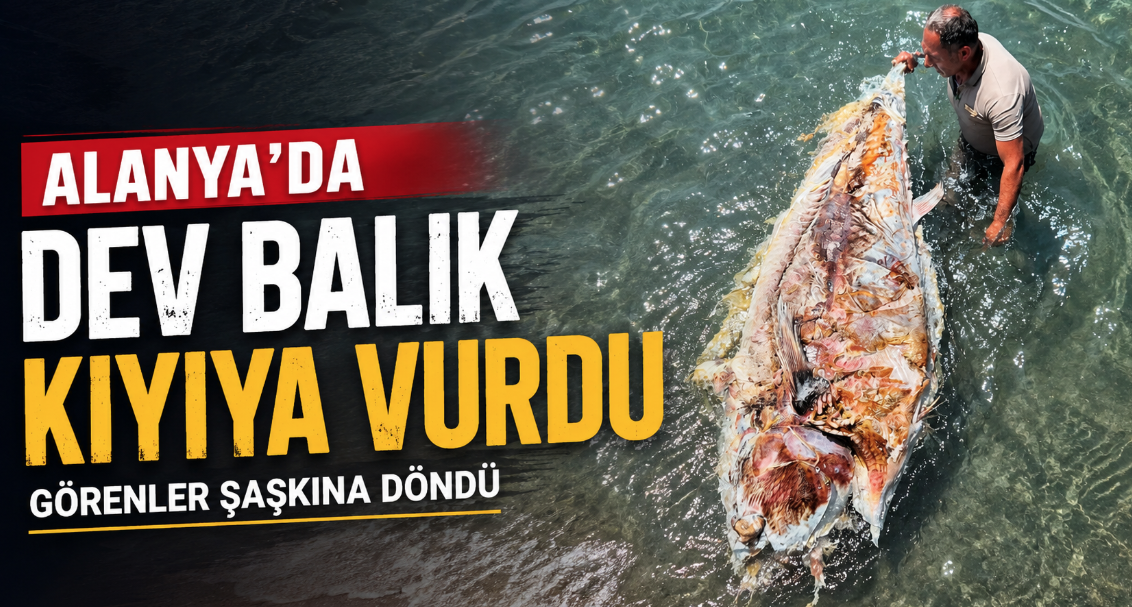 Alanya’da dev balık kıyıya vurdu: Görenler şaşkına döndü