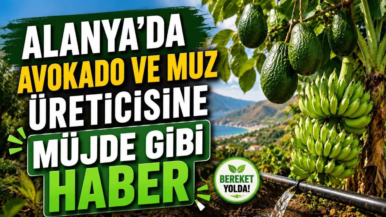 Alanya'da avokado ve muz üreticisine müjde gibi haber