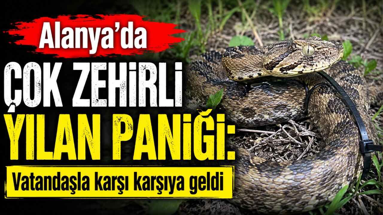 Alanya’da çok zehirli engerek yılanı paniği: Bahçede ortaya çıktı