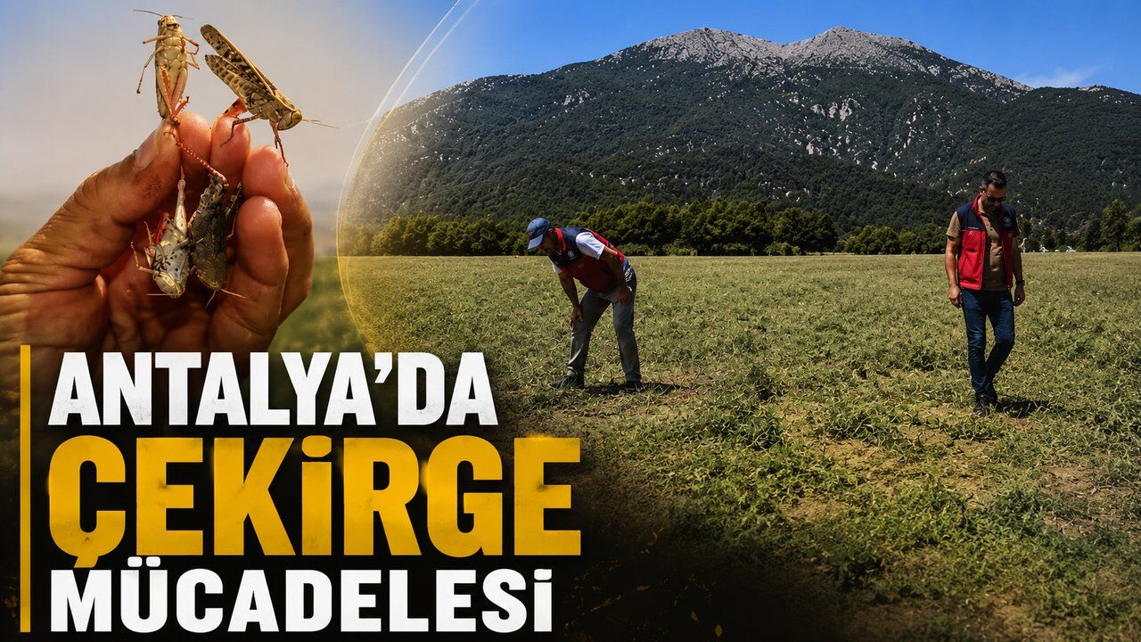 İbradı'da 11 bin 500 dekarlık alanda çekirge mücadelesi