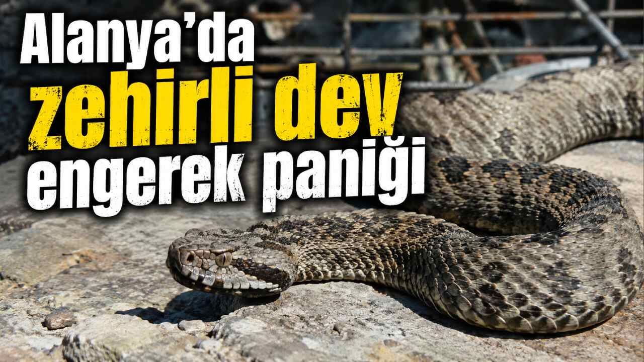 Konaklı'daki şantiyede koca engerek görüldü: Vatandaşlara dikkat uyarısı