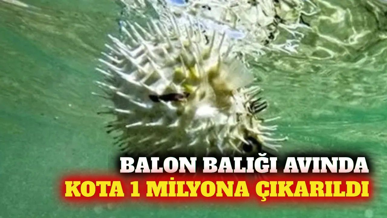 Balon balığı alım kotası 1 milyon adede yükseltildi