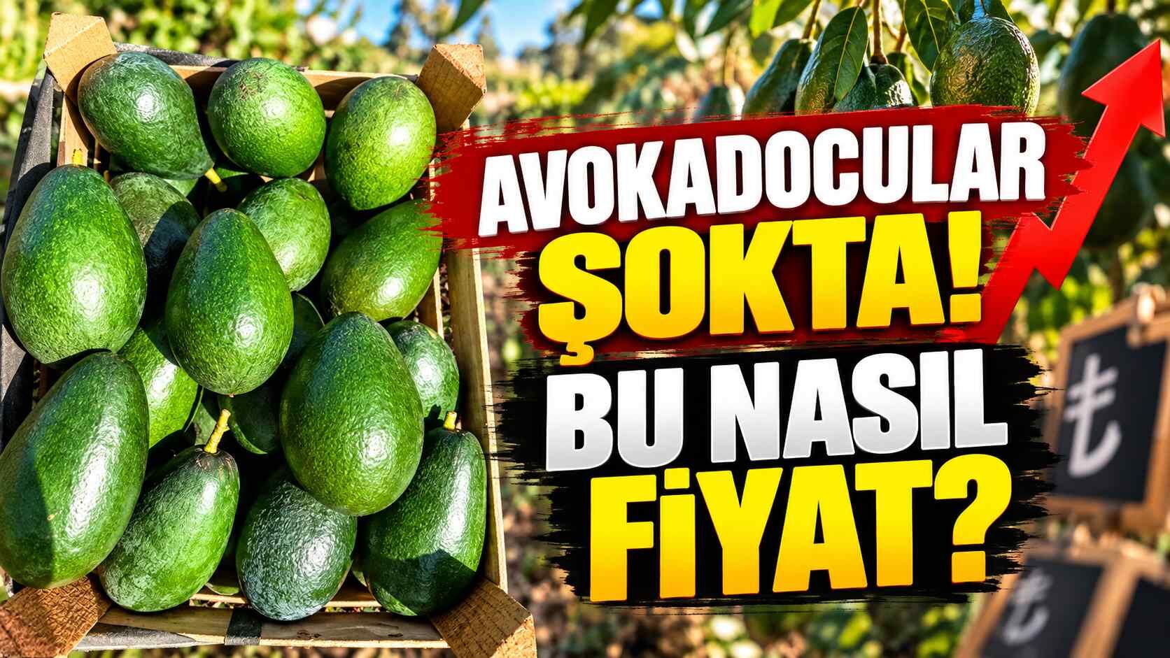 Avokadocular şokta! Bu nasıl fiyat