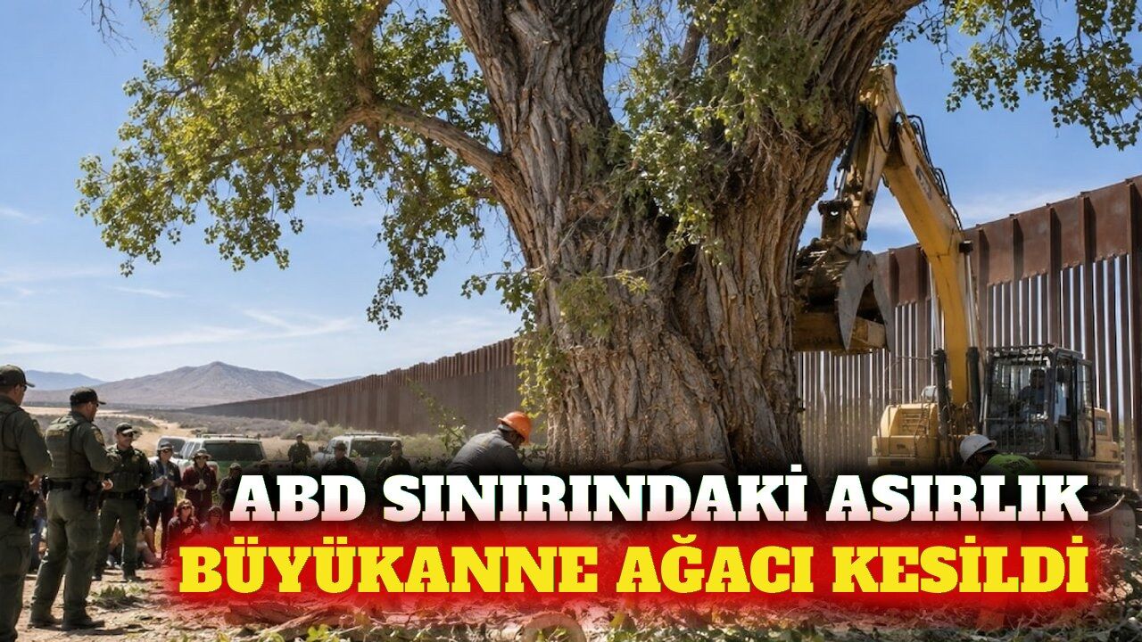 ABD sınırındaki 100 yıllık Büyükanne Ağacı kesildi