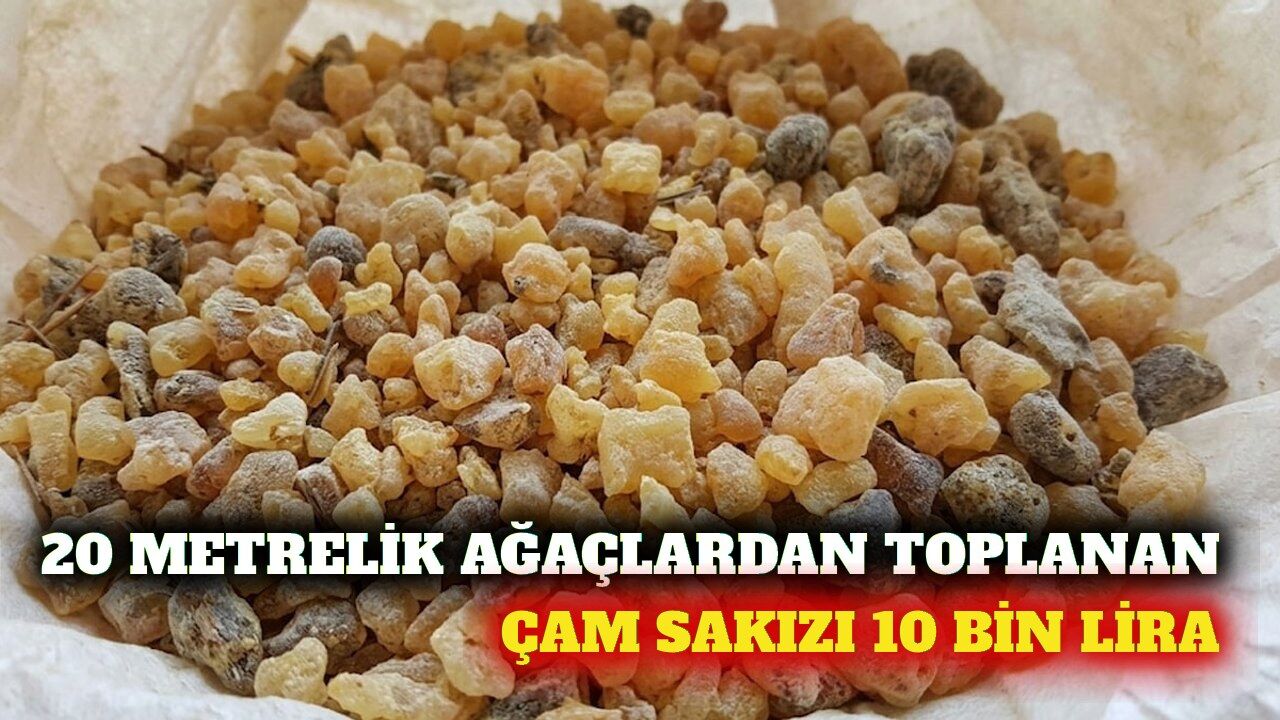 20 metrelik ağaçlardan toplanan çam sakızı 10 bin lira
