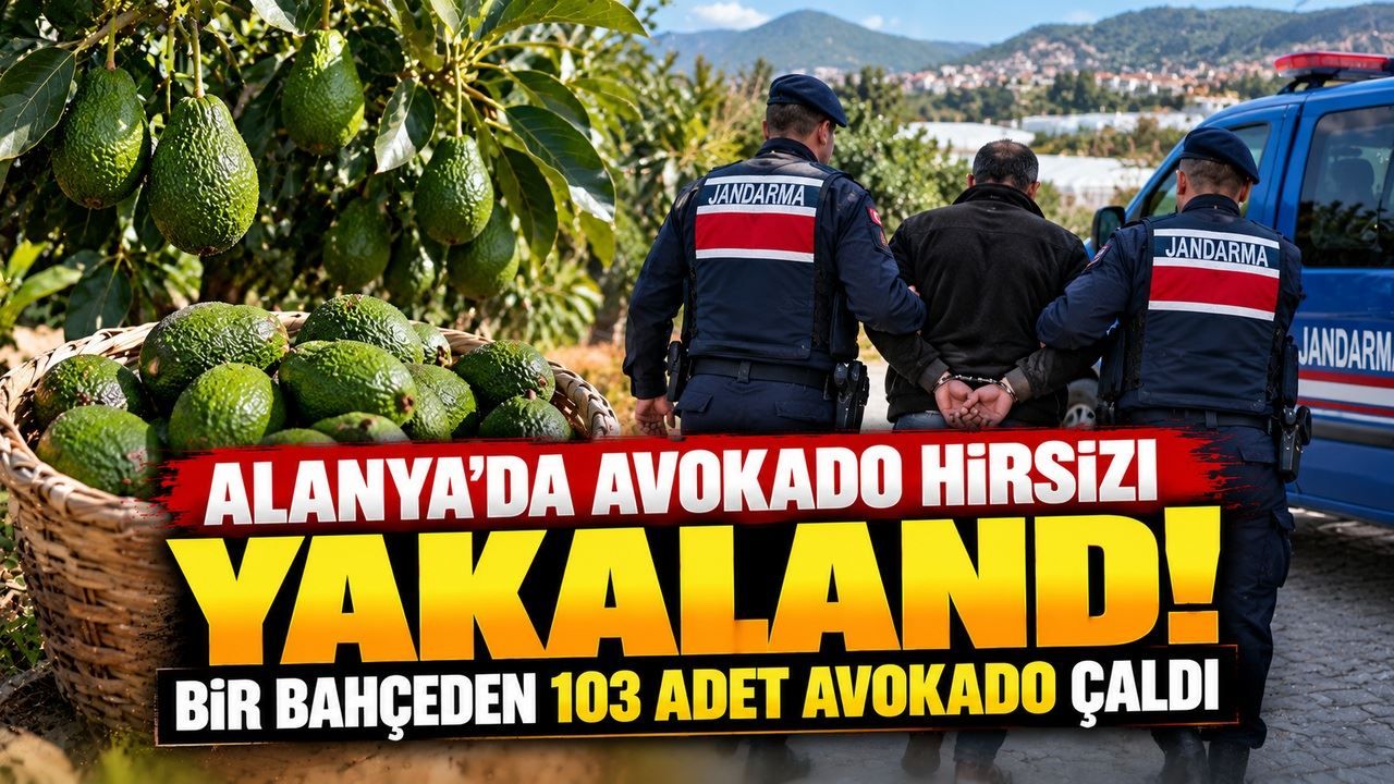 Alanya’da avokado hırsızlığı! 103 avokado çalan şüpheli yakalandı