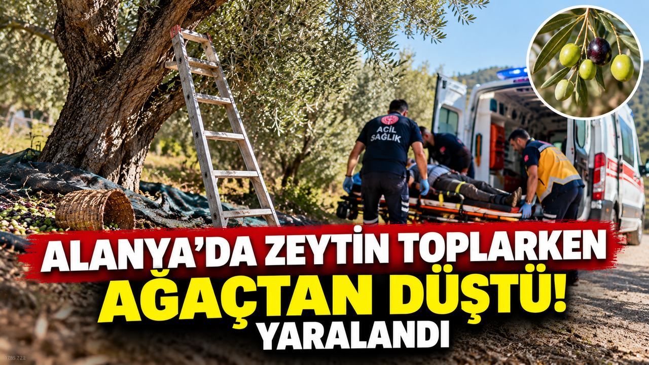 Alanya'da zeytin hasadı sırasında korkutan kaza! Ağaçtan düşerek yaralandı
