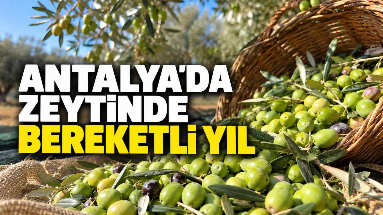 Antalya'da zeytin hasadı başladı: Üretimde yüzde 40 artış beklentisi