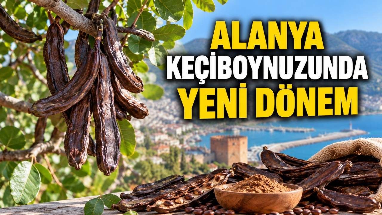 Alanya keçiboynuzu sanayiye açılıyor: 600 üreticiyi ilgilendiriyor